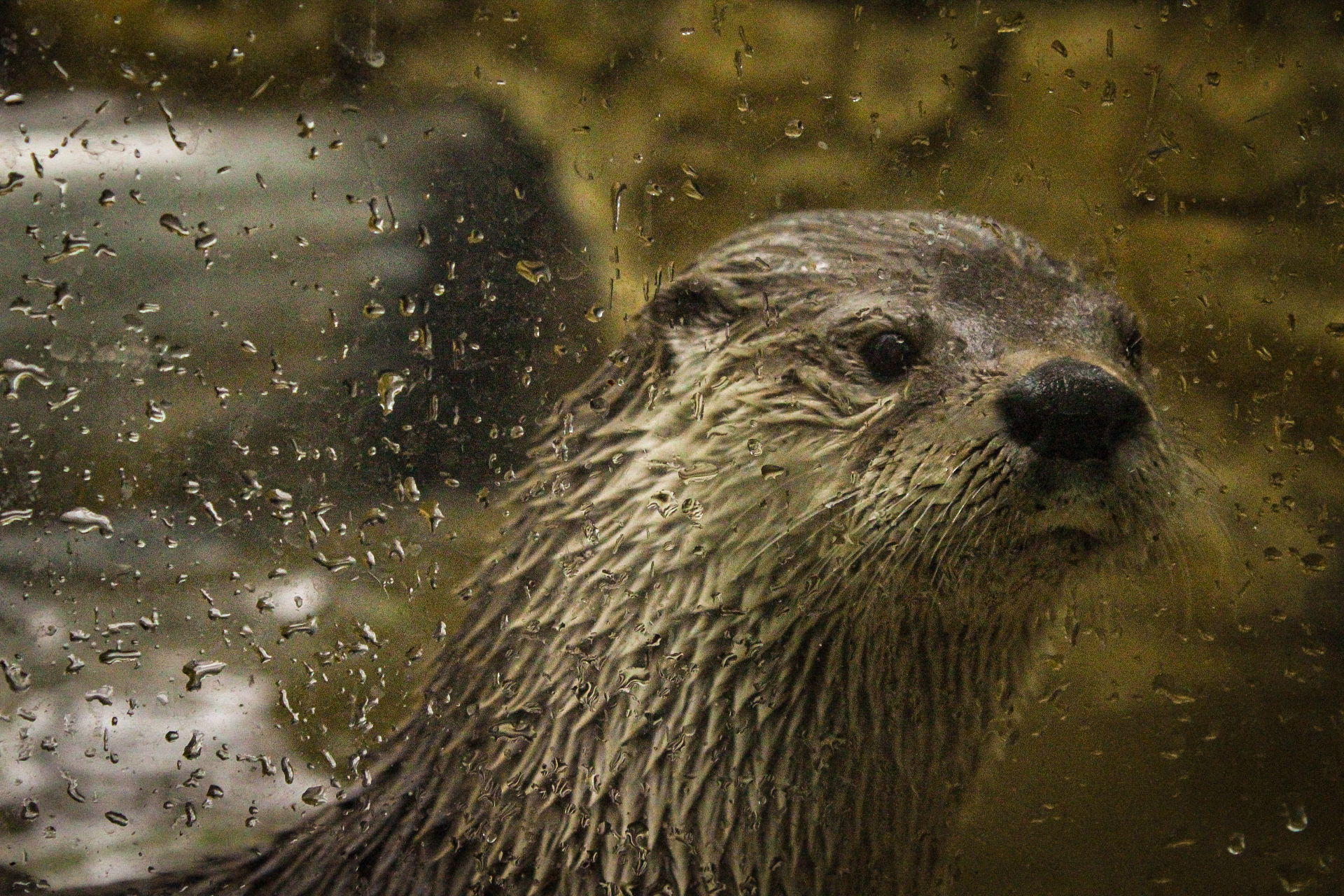 Artwork by Ivy C. - Illinois